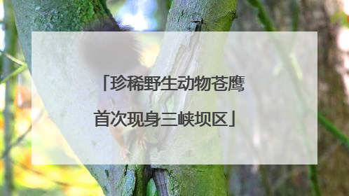 珍稀野生动物苍鹰首次现身三峡坝区