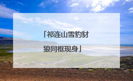 祁连山雪豹豺狼同框现身