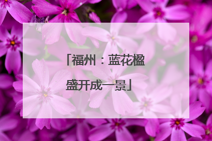 福州：蓝花楹盛开成一景