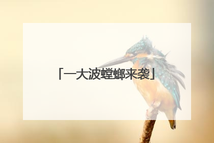 一大波螳螂来袭