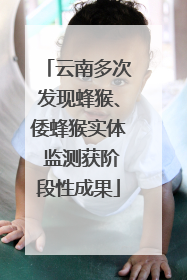 云南多次发现蜂猴、倭蜂猴实体 监测获阶段性成果