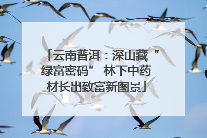 云南普洱：深山藏“绿富密码” 林下中药材长出致富新图景