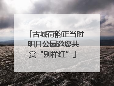 古城荷韵正当时 明月公园邀您共赏“别样红”