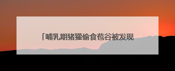 哺乳期猪獾偷食苞谷被发现，逃跑途中累瘫在地！就地放生让其回家“奶孩子”