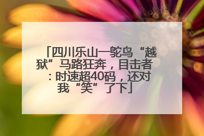 四川乐山一鸵鸟“越狱”马路狂奔，目击者：时速超40码，还对我“笑”了下