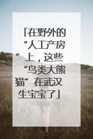 在野外的“人工产房”上，这些“鸟类大熊猫”在武汉生宝宝了