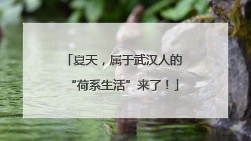 夏天，属于武汉人的“荷系生活”来了！