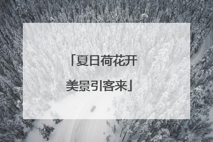 夏日荷花开 美景引客来