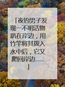 夜钓男子发现一不明活物趴在岸边，用竹竿将其拨入水中后，它又爬回岸边……