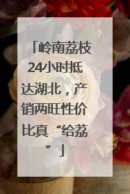 岭南荔枝24小时抵达湖北，产销两旺性价比真“给荔”