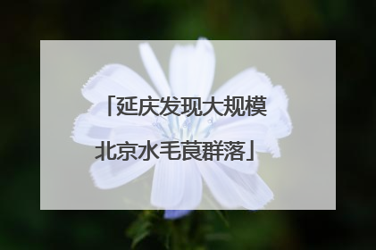 延庆发现大规模北京水毛茛群落