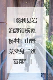 慈利县岩泊渡镇杨家桥村：山野菜变身“致富菜”