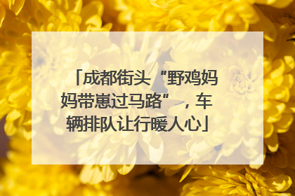 成都街头“野鸡妈妈带崽过马路”，车辆排队让行暖人心