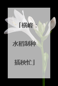 横峰：水稻制种插秧忙