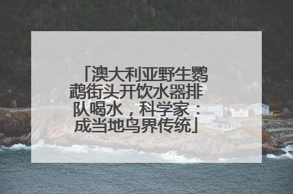 澳大利亚野生鹦鹉街头开饮水器排队喝水，科学家：成当地鸟界传统