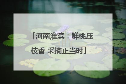 河南淮滨：鲜桃压枝香 采摘正当时