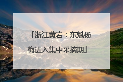 浙江黄岩：东魁杨梅进入集中采摘期