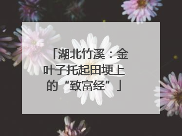 湖北竹溪：金叶子托起田埂上的“致富经”