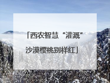西农智慧“灌溉” 沙漠樱桃别样红