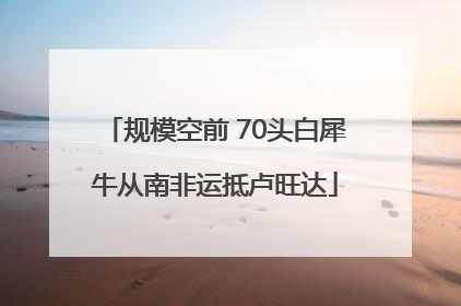 规模空前 70头白犀牛从南非运抵卢旺达