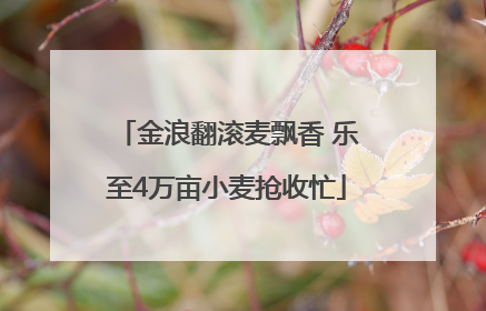 金浪翻滚麦飘香 乐至4万亩小麦抢收忙