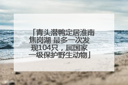 青头潜鸭定居淮南焦岗湖 最多一次发现104只，属国家一级保护野生动物